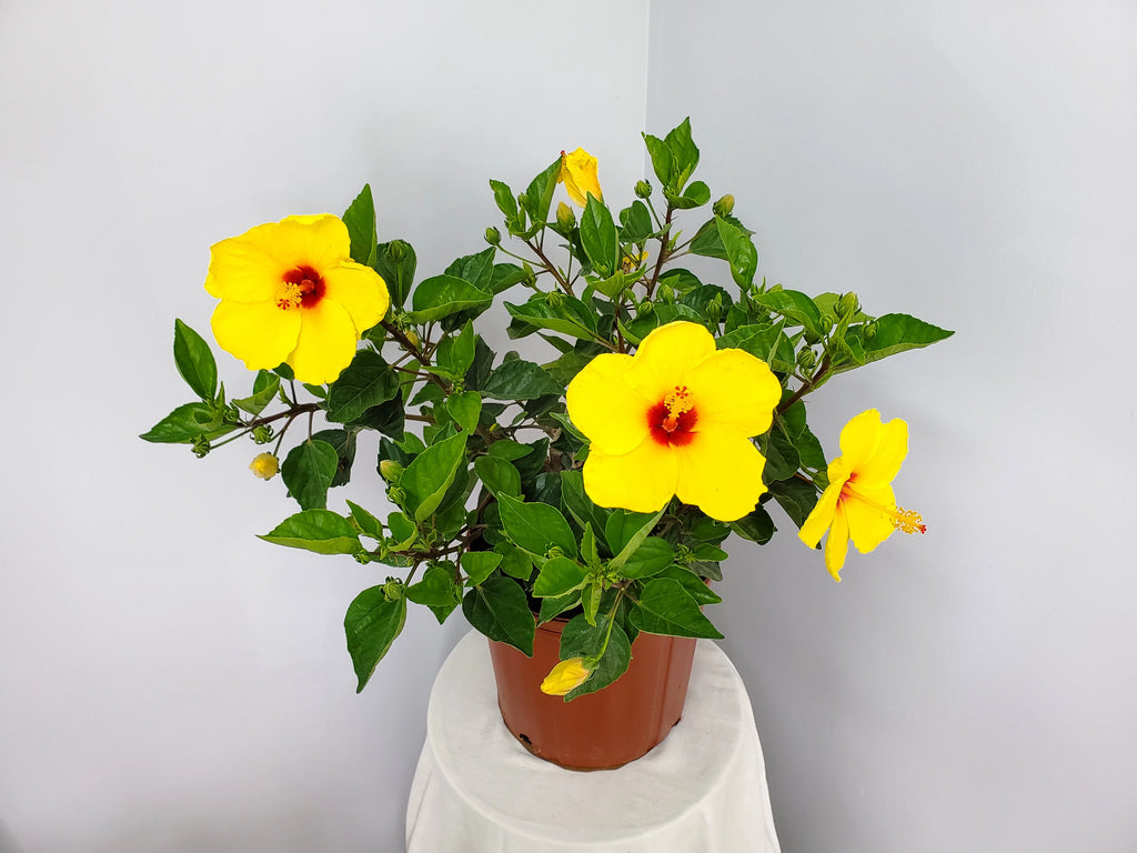 Yellow Hibiscus Plant with Red Throat, Full Sunlight P536983