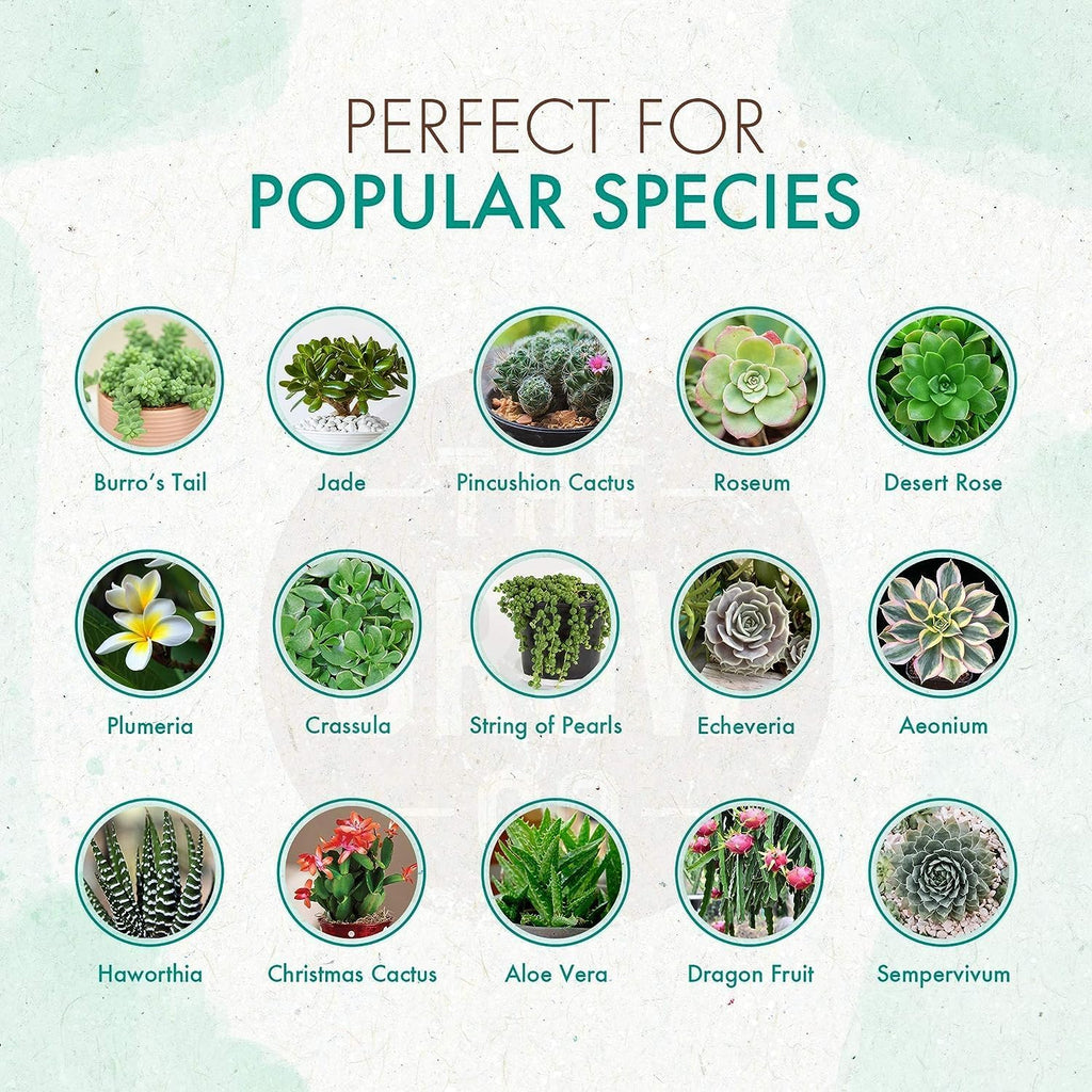 Succulent & Cactus Plant Food, Slow Release Fertilizer for Potted Plants, 5 oz C416610