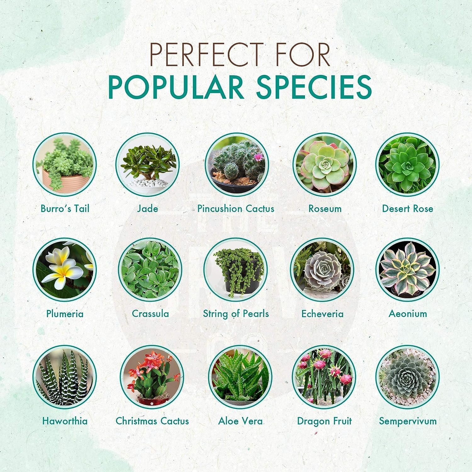 Succulent & Cactus Plant Food, Slow Release Fertilizer for Potted Plants, 5 oz C416610