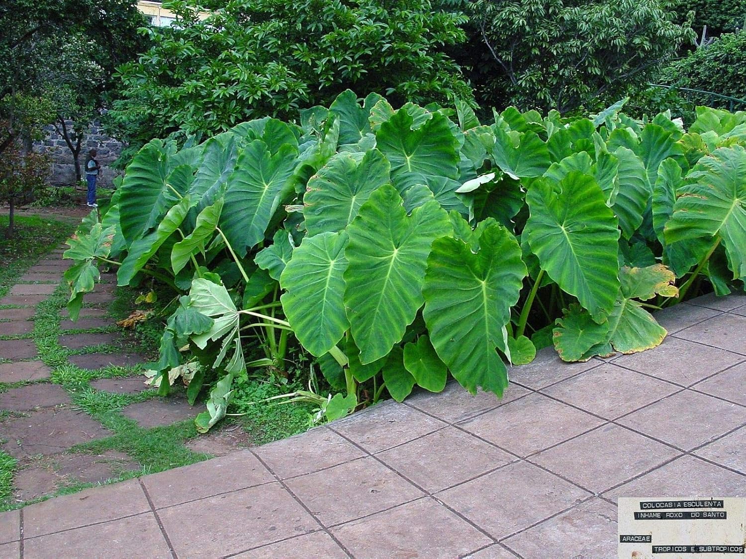 Colocasia gigantea Thailand Giant Elephant Ear Huge Leaf (3 Bulbs) B476266