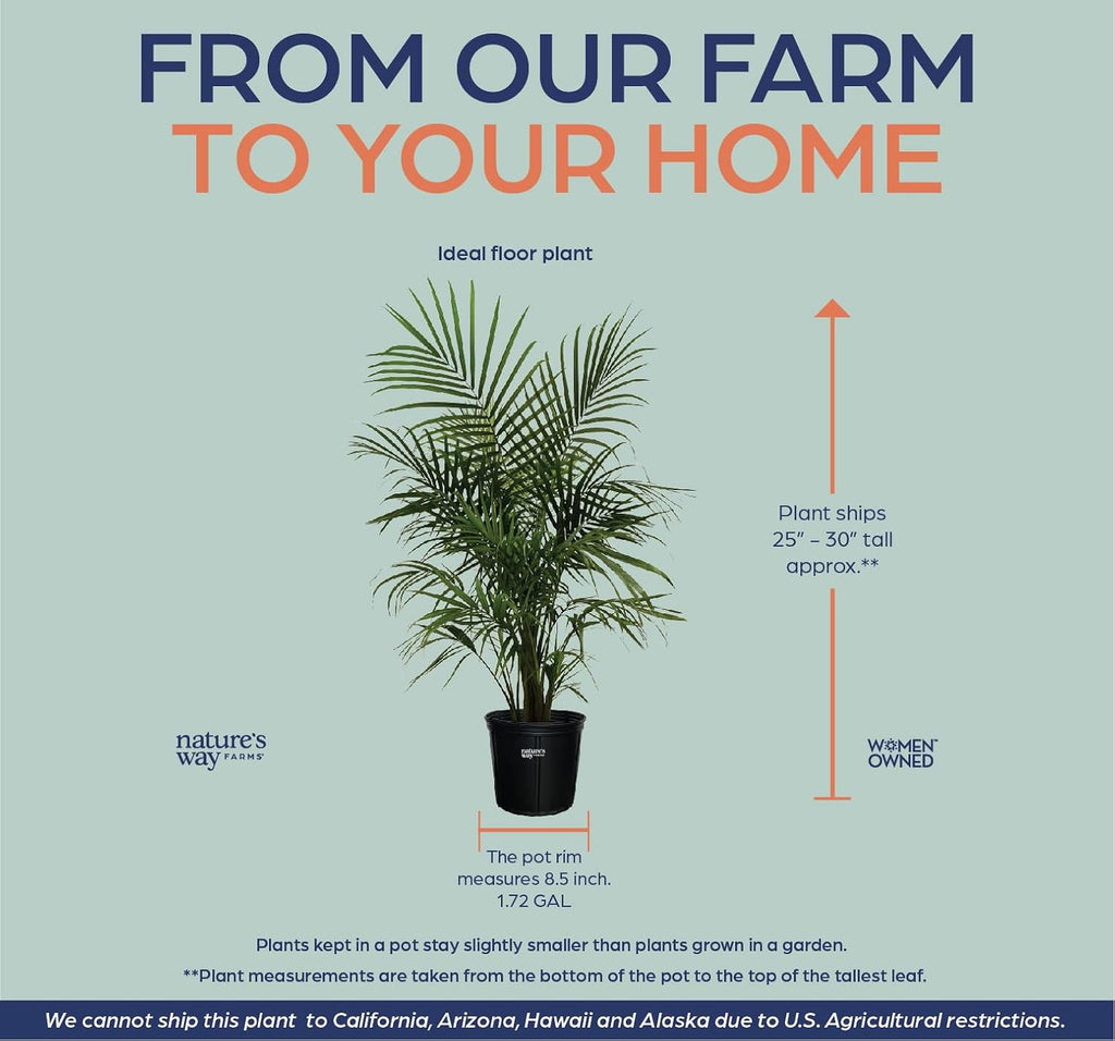 Majesty Palm Live Plant, Indoor Outdoor Palm Tree, in Growers Pot, 3-4 Feet Tall T473