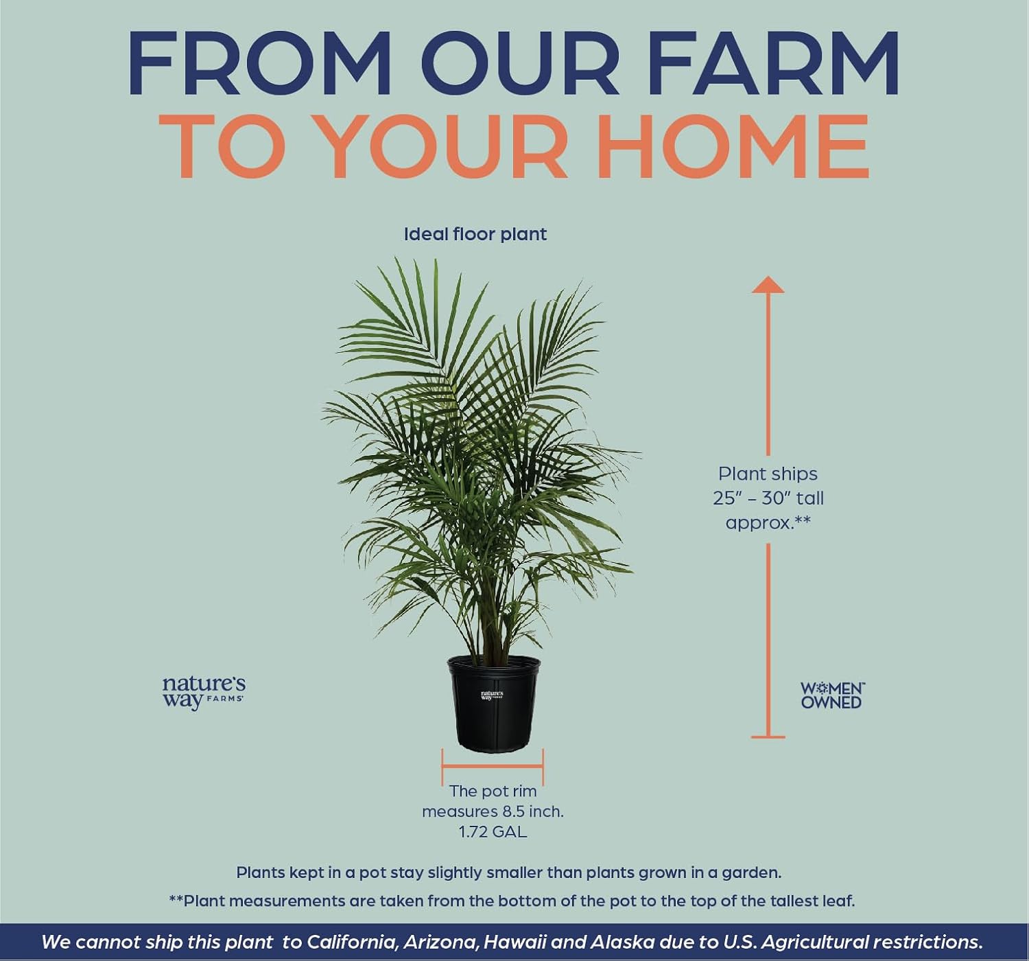 Majesty Palm Live Plant, Indoor Outdoor Palm Tree, in Growers Pot, 3-4 Feet Tall T473