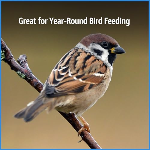 Wild Bird Seed for Outside Feeders, High-Protein, No-Hull, No-Waste, 15-lb Bag Q46704
