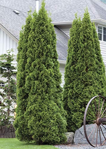 Green Giant Arborvitae Shrub, Quart Pot S649