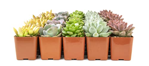 Live Succulent Plants (20 Pack) Assorted Potted Houseplants N1825