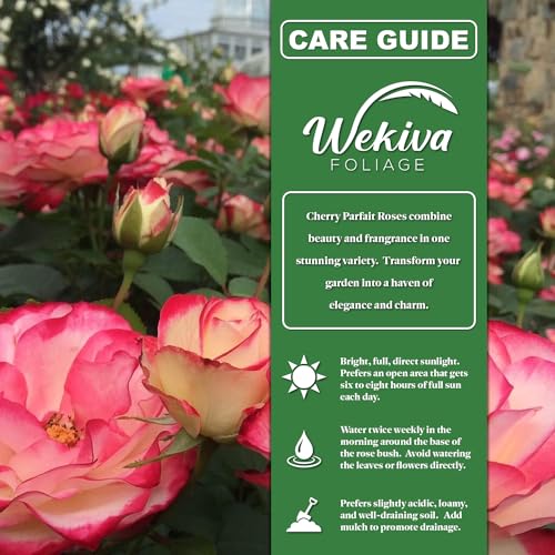 Cherry Parfait Rose Bush - Live Starter Plant in 2 Inch Pot I44725