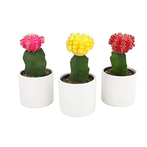 Grafted Cactus Plants in White Pots, 3 Pack M834
