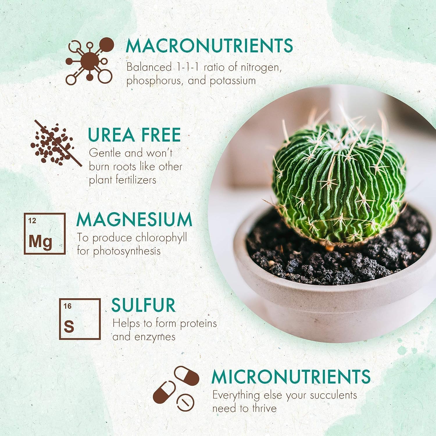 Succulent & Cactus Plant Food, Slow Release Fertilizer for Potted Plants, 5 oz C416610