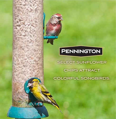 Wild Bird Seed for Outside Feeders, High-Protein, No-Hull, No-Waste, 15-lb Bag Q46704