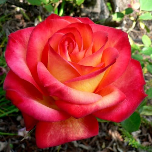 Fragrant Double Rose Bush Live Plant, Bareroot with Soil A733523