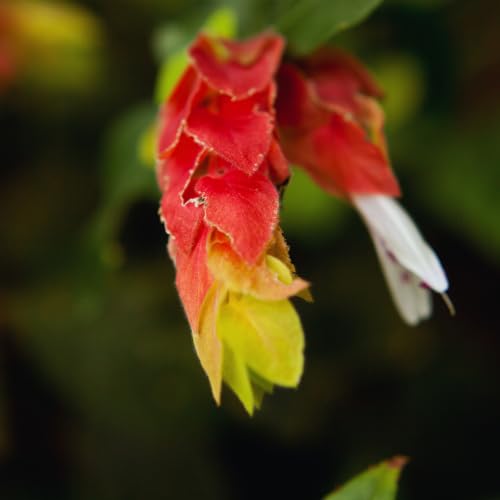 2 Red Shrimp Plants, 3-5 in Tall, Live Potted C452