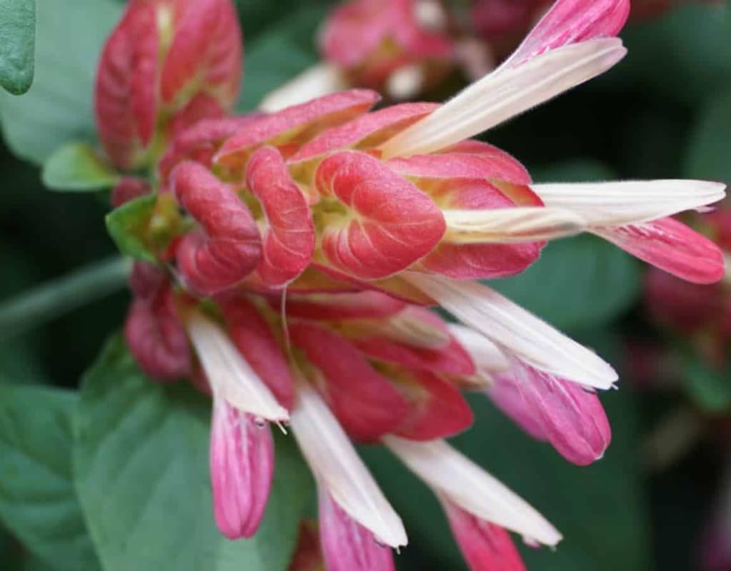 Live Justicia Brandegeeana Plant Red Shrimp Plant Shrimp Bush Plant Shrimp Flower Plant 5 to 7 Inch Tall