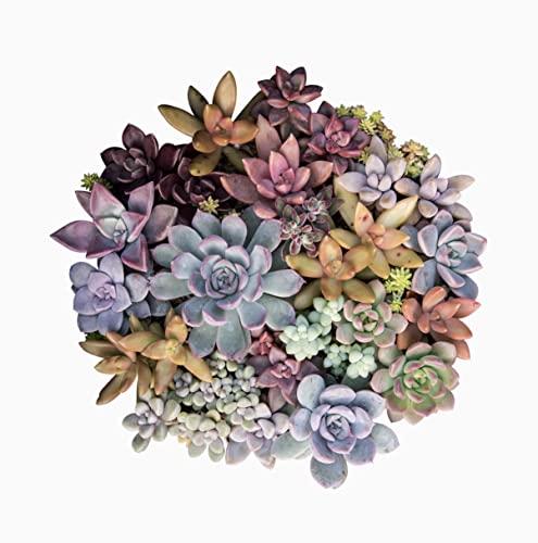Live Succulent Plants (20 Pack) Assorted Potted Houseplants N1825