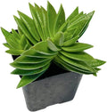 Live Succulent Cactus Plants from USKC (2"Pot) (Crassula Corymbulosa)