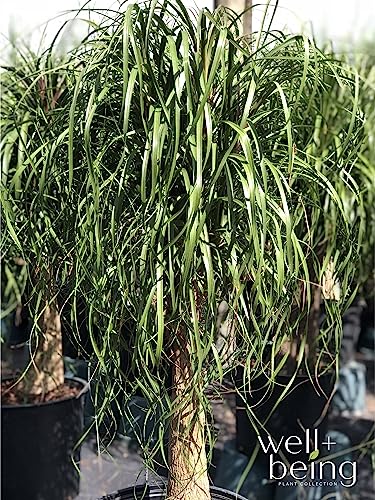 Ponytail Palm Live Houseplant in Growers Pot Z600