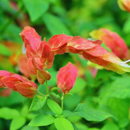 2 Red Shrimp Plants, 3-5 in Tall, Live Potted C452