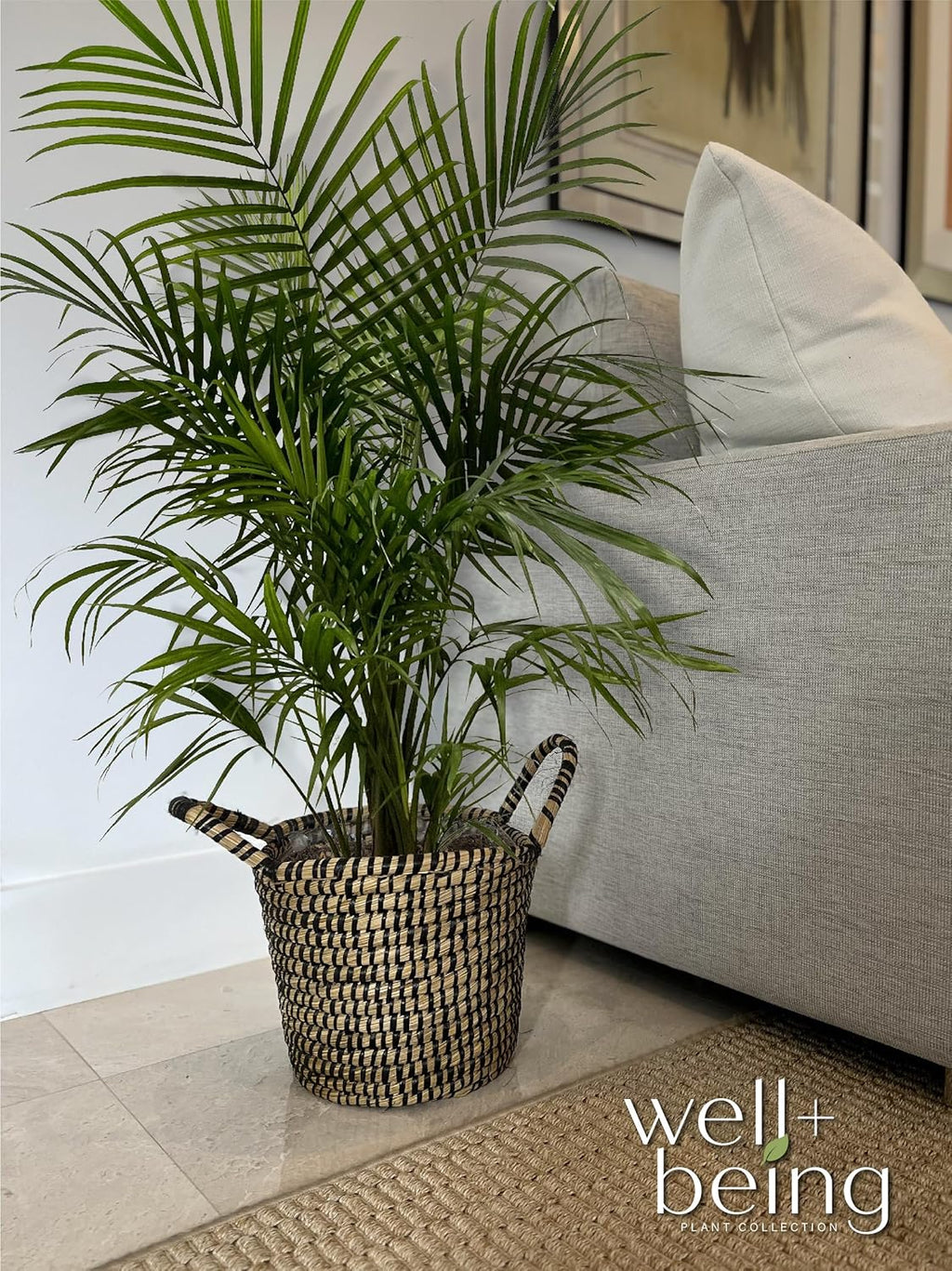 Majesty Palm Live Plant, Indoor Outdoor Palm Tree, in Growers Pot, 3-4 Feet Tall T473