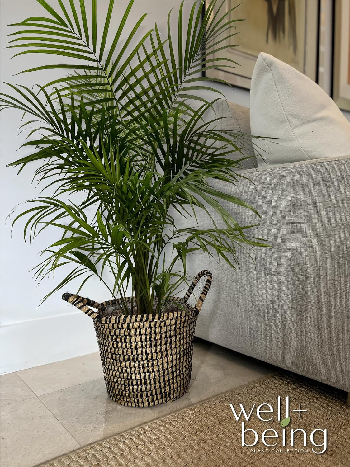 Majesty Palm Live Plant, Indoor Outdoor Palm Tree, in Growers Pot, 3-4 Feet Tall T473