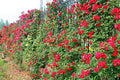 10pcs Climbing Rose Vine Flower Seeds Climber Fragrant (Purple)