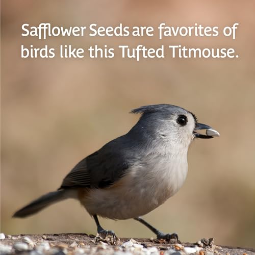 Wild Bird Seed for Outside Feeders, High-Protein, No-Hull, No-Waste, 15-lb Bag Q46704