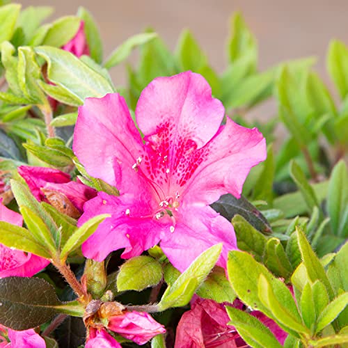 Autumn Sangria Azalea Pink Flowering Shrub Outdoor Plant O409