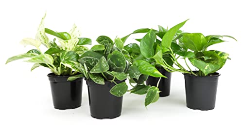 Live Pothos Plants (4PK) Indoor Houseplants, Devils Ivy Trailing Plants V25392