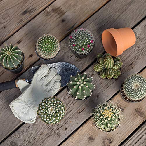 Assorted Cactus Plants Live Succulents (3 Pack) O21795