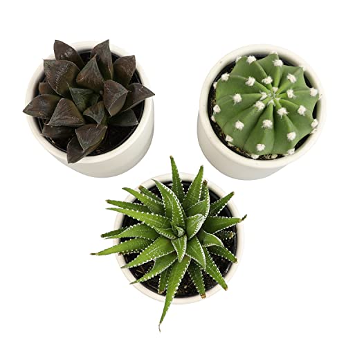Succulent Plants in Pot Set (3 Pack), Indoor Live Houseplants I7526