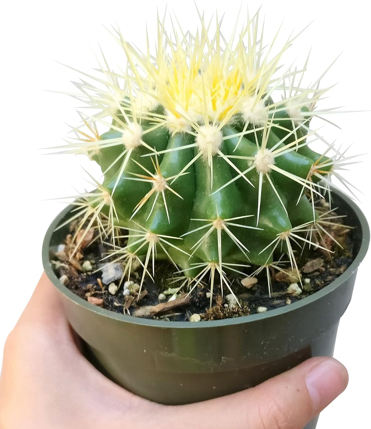 Cactus Succulent Plant (2 inch) Live Fully Rooted for Home Office Decoration V5706