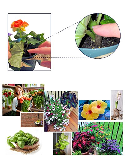 Succulent Plant Food Spikes for Indoor Potted Plants, 100 Capsules T961312