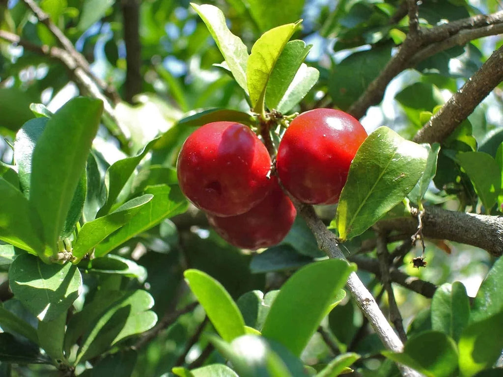 Barbados Cherry Tree Live Plant in 4 Inch Grower's Pot X70552