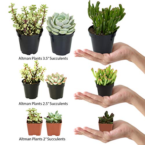 Assorted Cactus Plants Live Succulents (3 Pack) O21795
