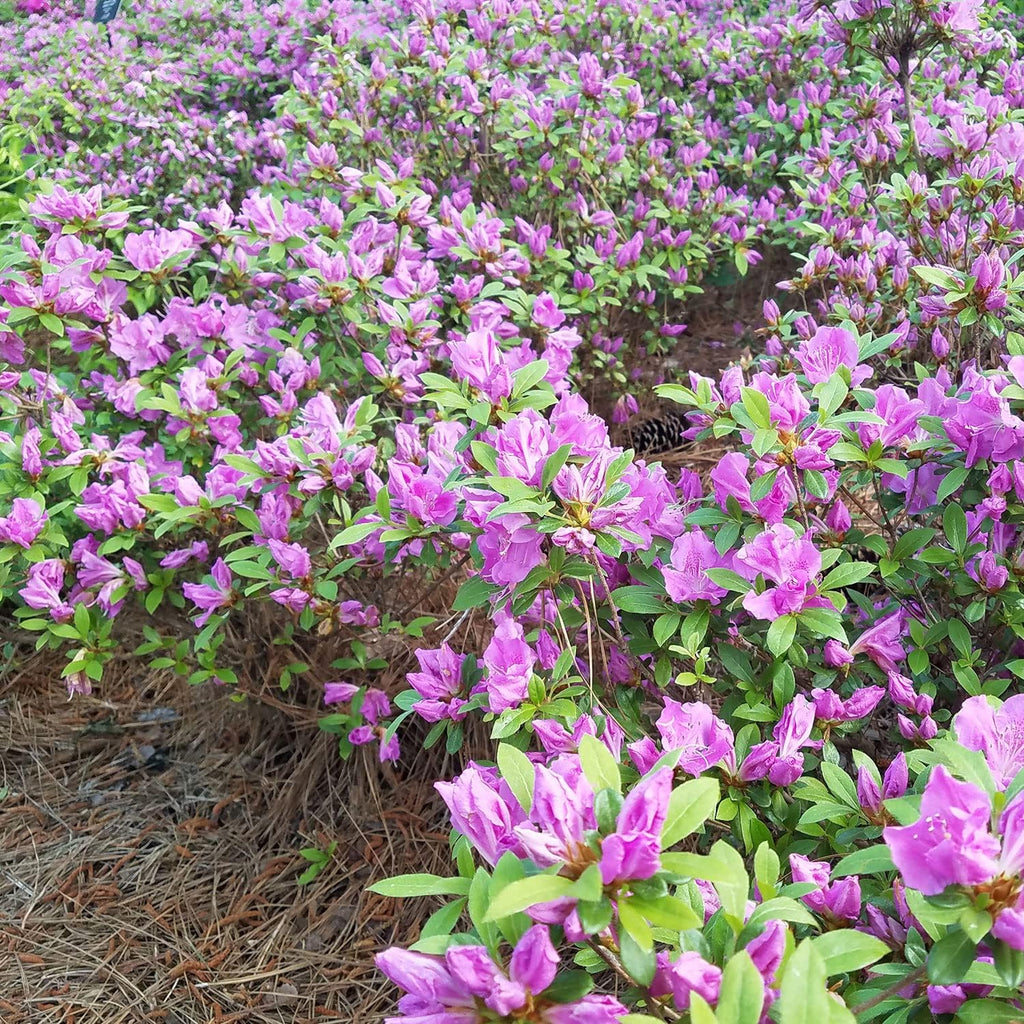 Autumn Lilac Purple Flowering Shrub, Full Sun Outdoor Plant I9921