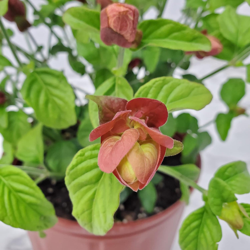 Red Shrimp Plant in Bush Form, 18-22 in Height, Full Sunlight X9523