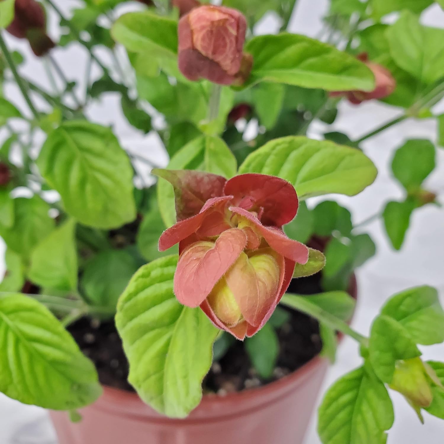 Red Shrimp Plant in Bush Form, 18-22 in Height, Full Sunlight X9523