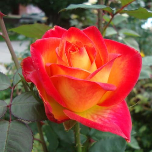 Fragrant Double Rose Bush Live Plant, Bareroot with Soil A733523