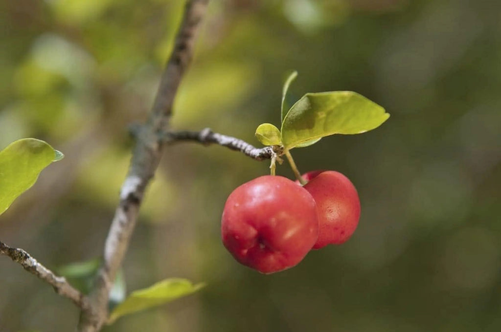 Barbados Cherry Tree Live Plant in 4 Inch Grower's Pot X70552