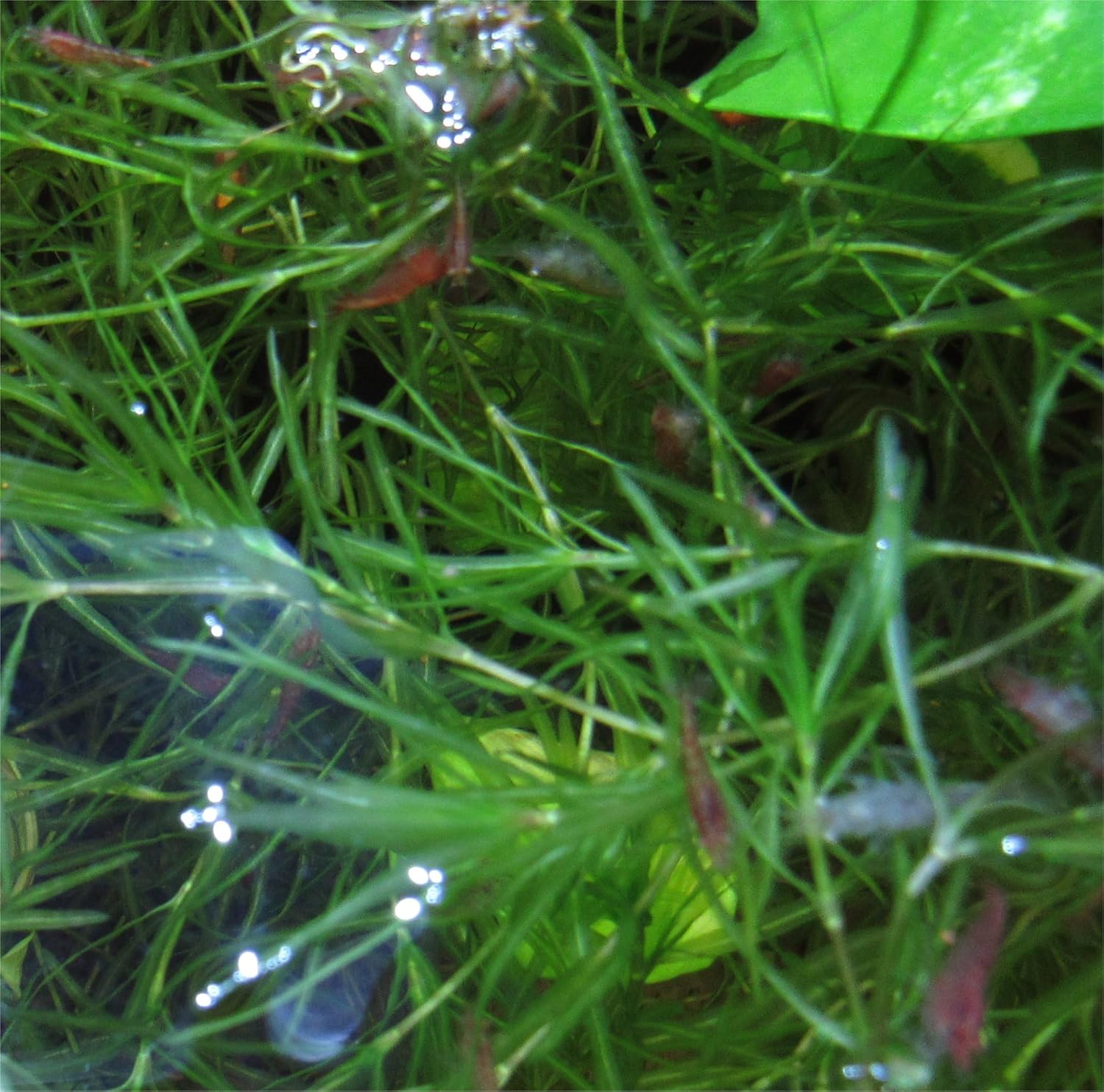 Red Cherry Shrimp Freshwater Aquarium Live Arrival W991