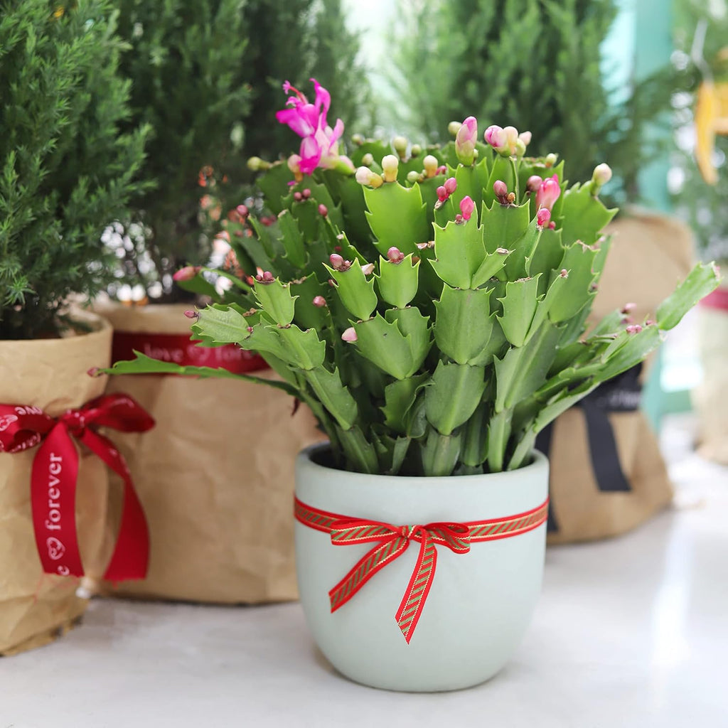 Christmas Cactus in 4-Inch Plastic Pot, Live Indoor Plant E57366