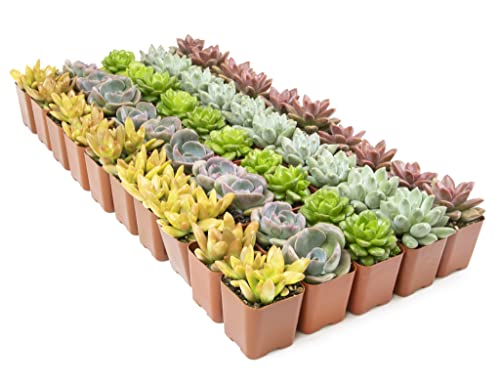 Live Succulent Plants (20 Pack) Assorted Potted Houseplants N1825