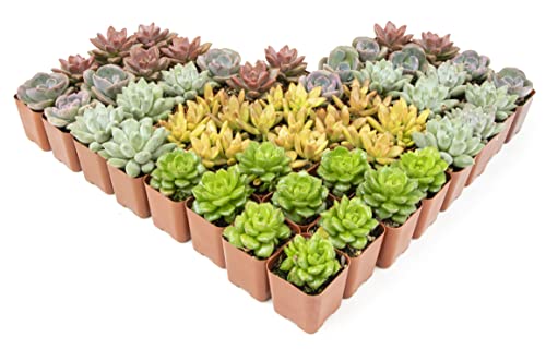 Live Succulent Plants (20 Pack) Assorted Potted Houseplants N1825