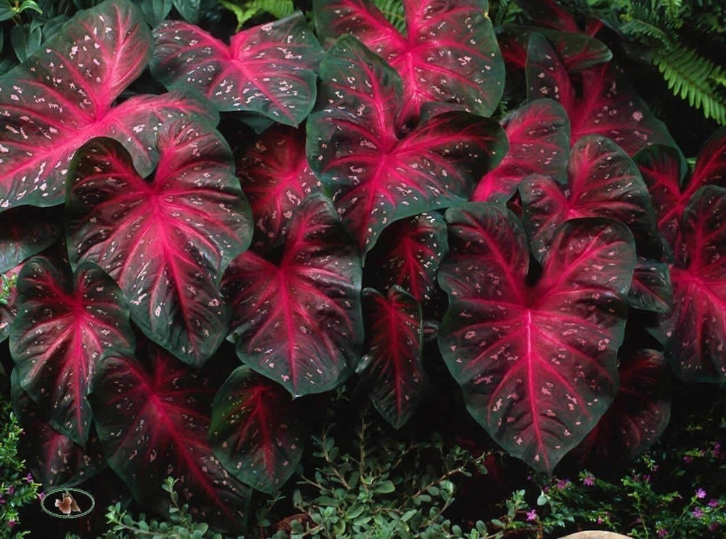 Caladium Red Flash Bulbs, Elephant Ears, Heat and Humidity Tolerant G495467