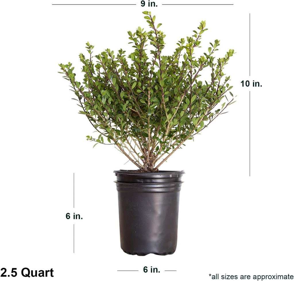 Japanese Holly Ilex Evergreen Shrub (2.5 Quart) M699