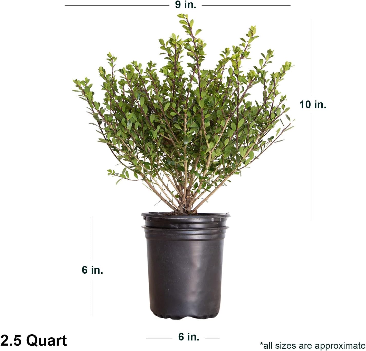 Japanese Holly Ilex Evergreen Shrub (2.5 Quart) M699