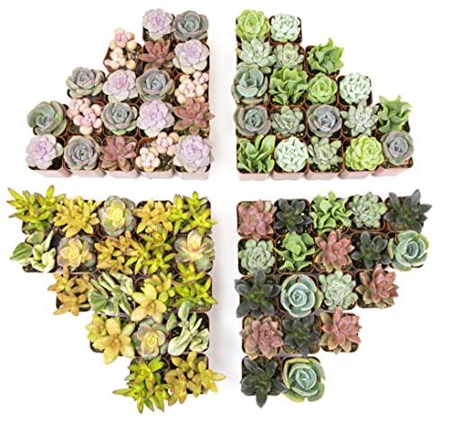 Live Succulent Plants (20 Pack) Assorted Potted Houseplants N1825
