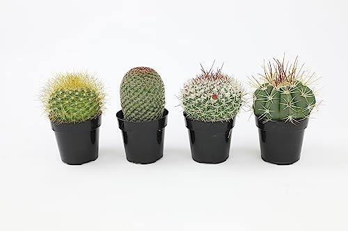 Assorted Cactus Plants Live Succulents (3 Pack) O21795