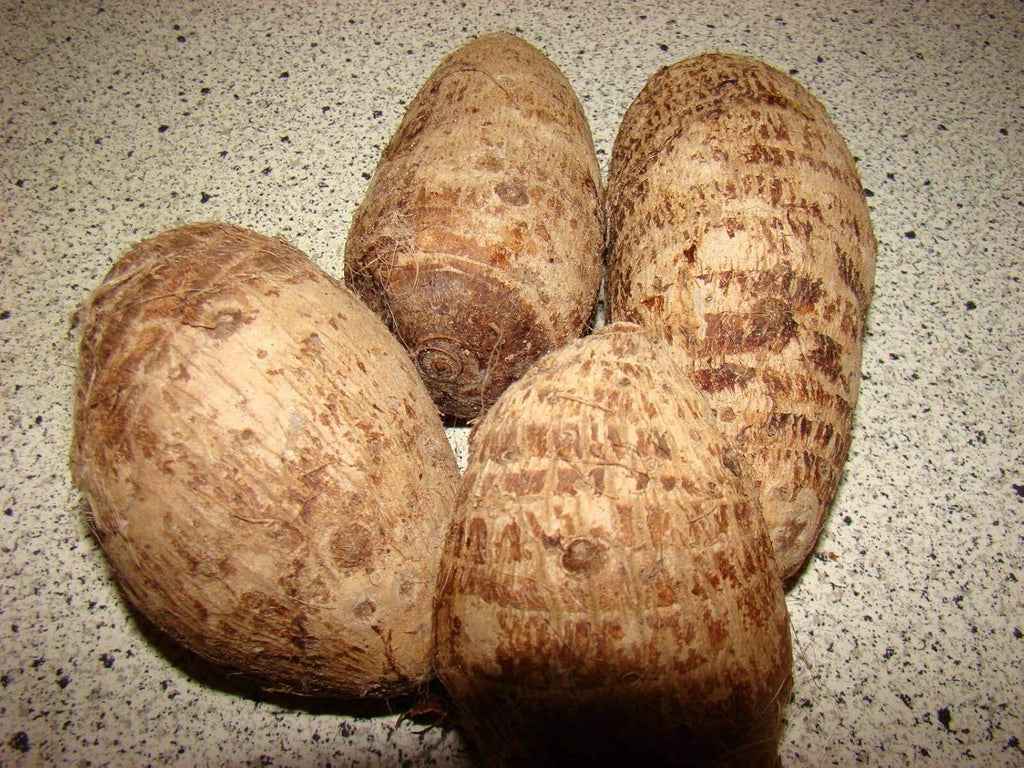 Colocasia gigantea Thailand Giant Elephant Ear Huge Leaf (3 Bulbs) B476266