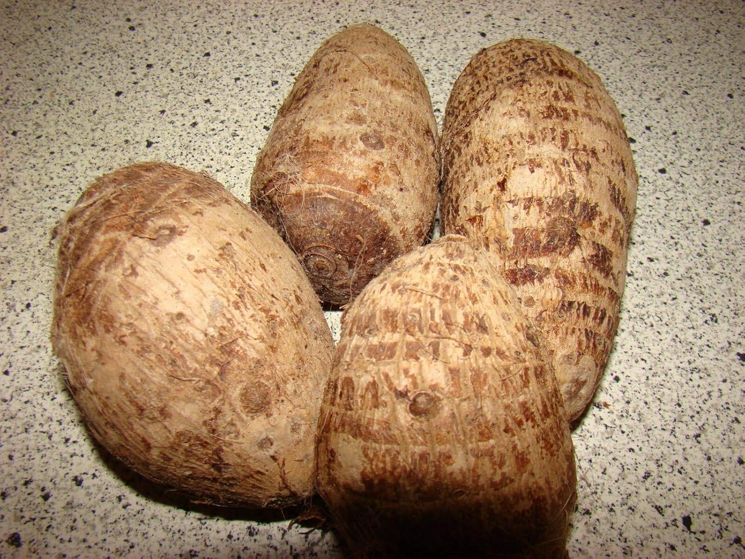 Colocasia gigantea Thailand Giant Elephant Ear Huge Leaf (3 Bulbs) B476266
