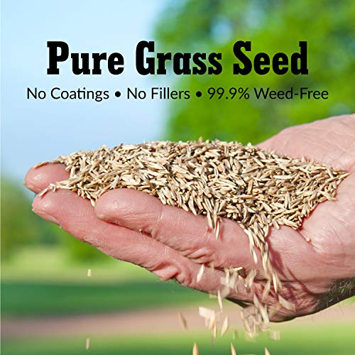 Tall Fescue Grass Seed Sun & Shade Blend H9638