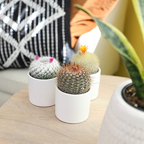 Assorted Cactus Plants Live Succulents (3 Pack) O21795